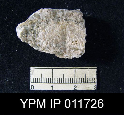 Marginifera reticulata