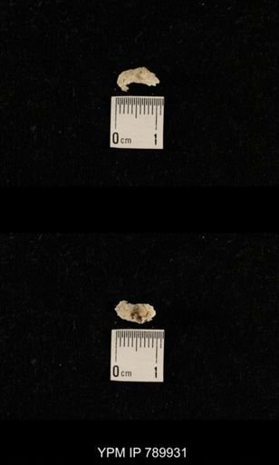 undet. Brachiopoda