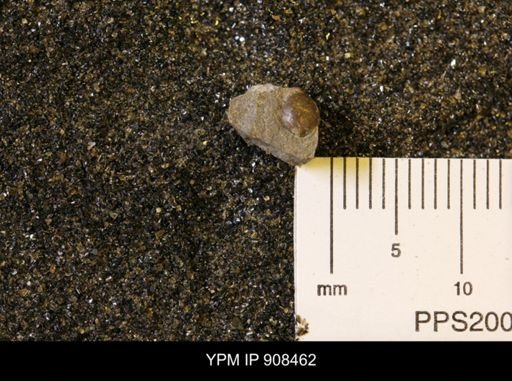 Gastropoda