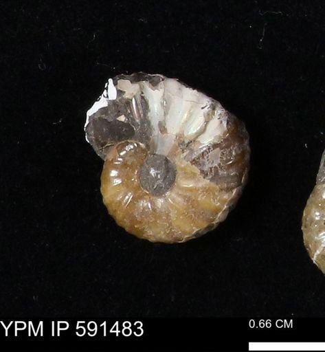 Hoploscaphites