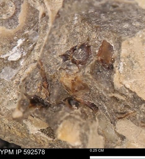 undet. Mollusca