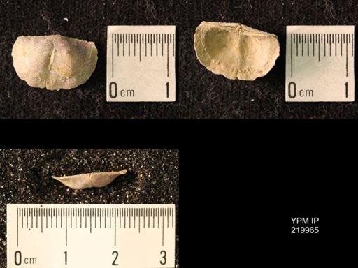 Chonetes sp.