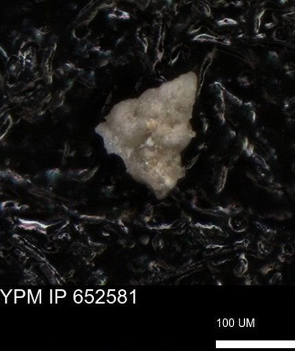undet. Foraminiferida