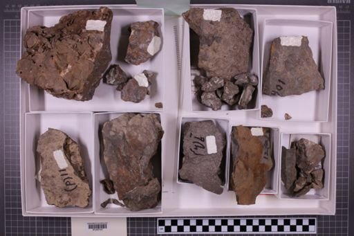 mixed taxa, stratigraphic collection