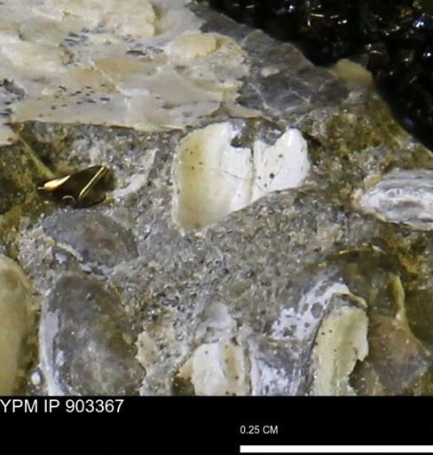 undet. Bivalvia