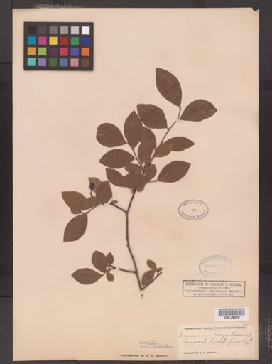 Vaccinium corymbosum