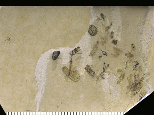 undet. Tipulidae