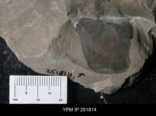 undet. Eurypterida