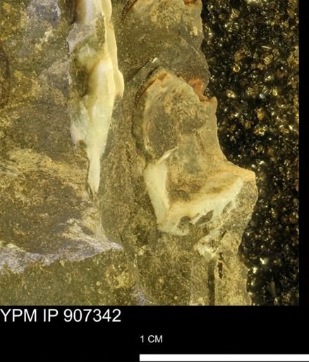 undet. Mollusca