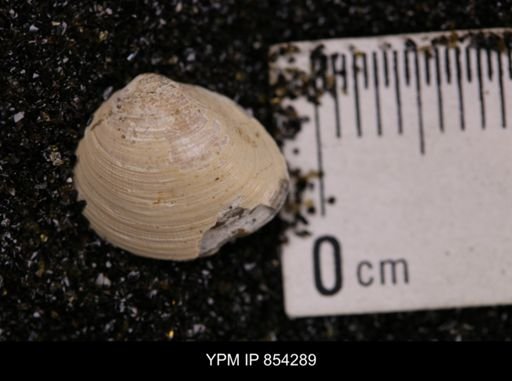 Limopsis striatopunctatus