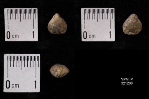 Dielasma turgida