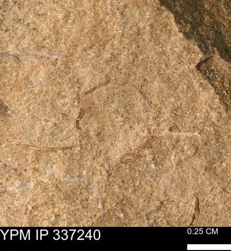 undet. Mollusca