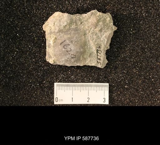 Brachyprion anticostiense