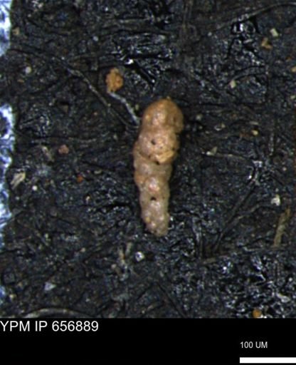 Verneuilinoides kansasensis