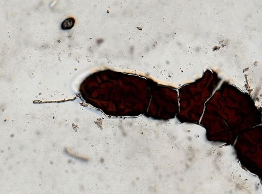 Latocestus whartoni