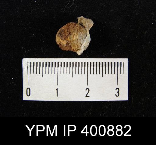 Marginifera sp.