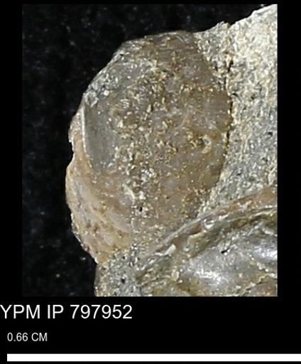 undet. Bivalvia