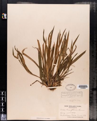Carex laxiflora
