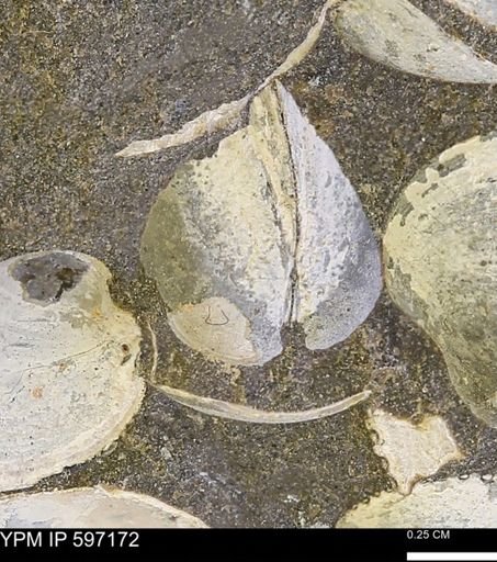 Limopsis striatopunctatus