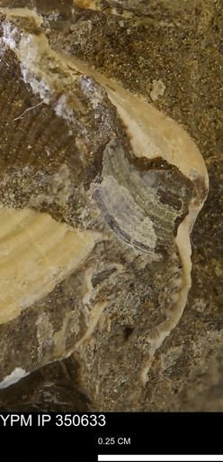 undet. Bivalvia