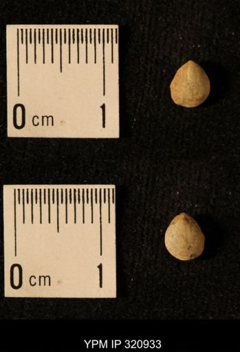 Dielasma elongatum
