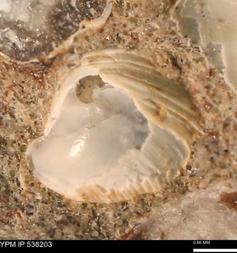 Corbulamella gregaria