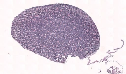 Rana clamitans