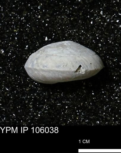 Poecilozonites bermudensis zonatus