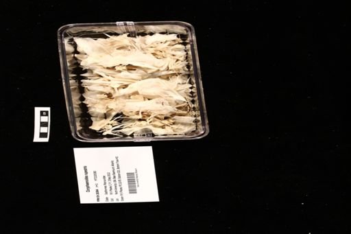 Coryphaenoides rupestris