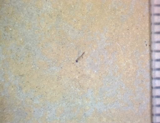 undet. Pterygota