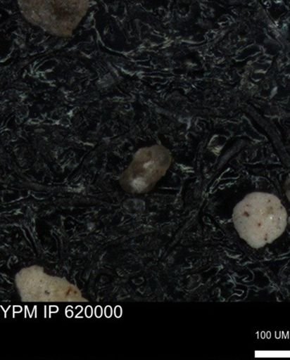 undet. Foraminiferida