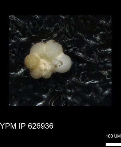 undet. Rugoglobigerinidae