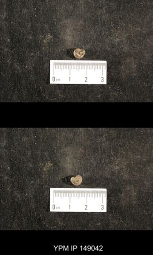 Glabrocingulum grayvillense
