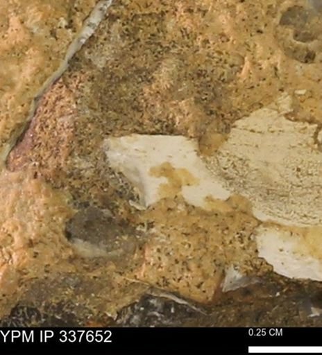 undet. Mollusca