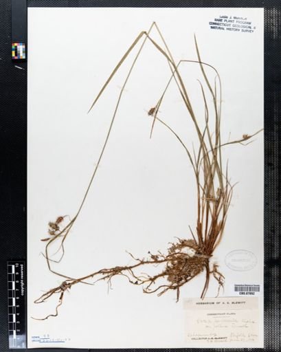 Carex paupercula