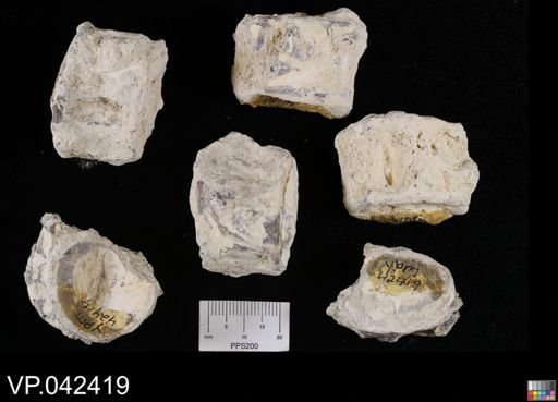 undet. Actinopterygii