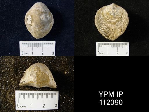 Atrypa reticularis