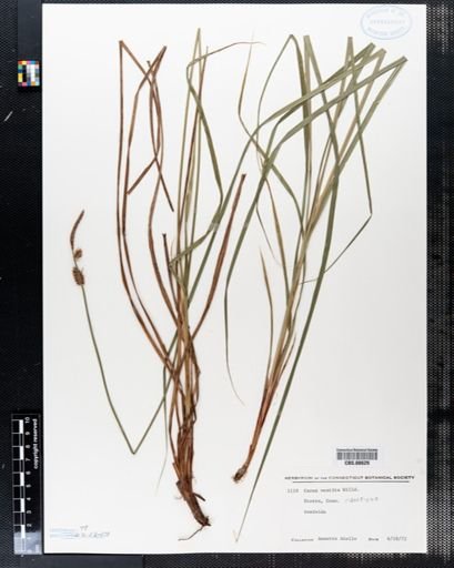 Carex