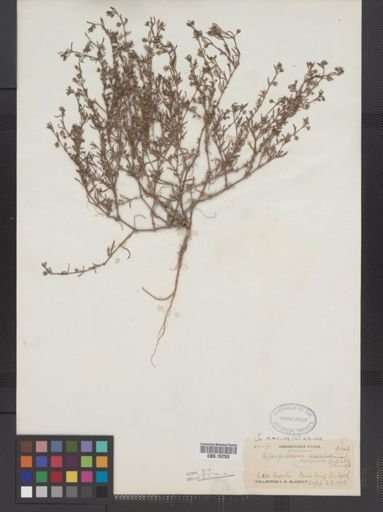 Spergularia marina