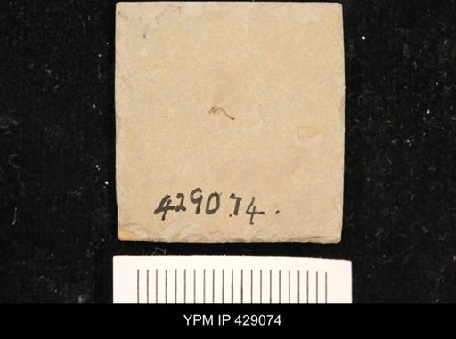 undet. Diptera