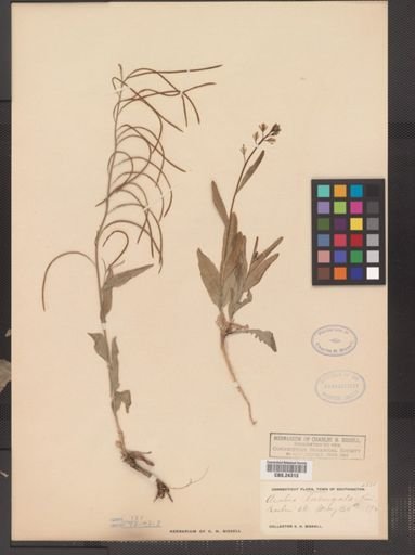 Arabis laevigata