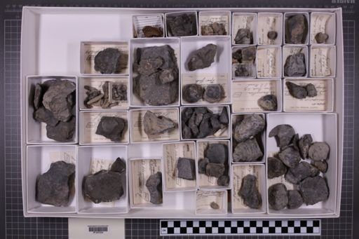 mixed taxa, stratigraphic collection