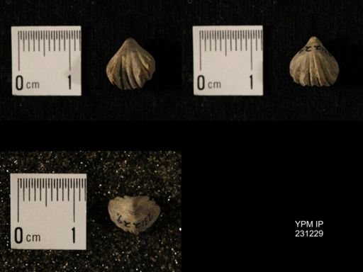 Wellerella osagensis