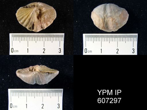 Spirifer bisulcatus?