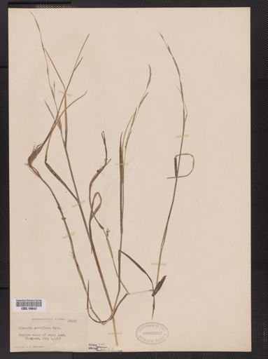 Glyceria acutiflora