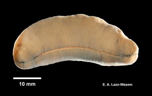 Aplacophora