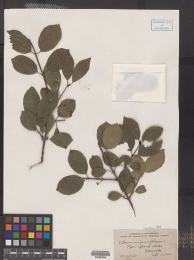 Viburnum prunifolium