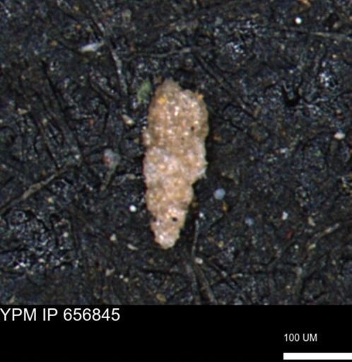 Verneuilinoides kansasensis