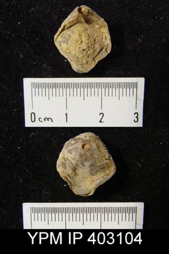 Composita trinuclea