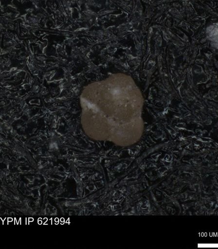 undet. Foraminiferida